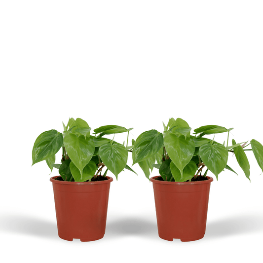 2x Philodendron Scandens - 5cm - ø12 bei Pflanzfix24.de - Pflanzfix24.de