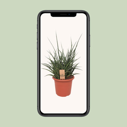 Sansevieria Fernwood Punk - Ø25cm - ↕60cm - Pflanzfix24