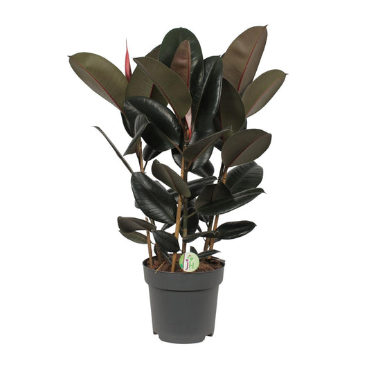 Ficus Abidjan - Ø27cm - ↕90cm - Pflanzfix24.de - Pflanzfix24.de