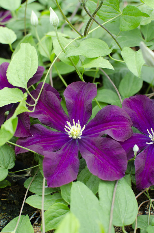 3x - Clematis Warszawska Nike - ↨65cm - Ø15 - Pflanzfix24