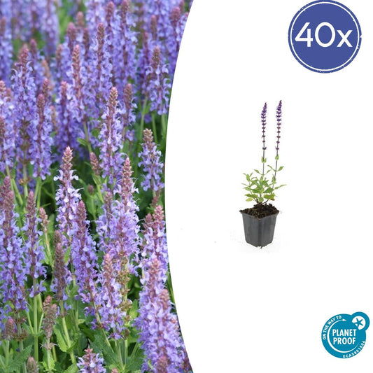 40x Salvia nem. 'Caradonna' - 10-25cm - 9cm Topf - Pflanzfix24.de - Pflanzfix24.de