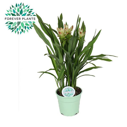 Curcuma Siam Solar - Ø17cm - ↕65cm - Pflanzfix24