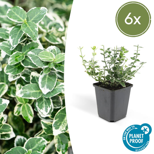 6x Euonymus 'Emerald 'n Gaity' - Pflanzfix24.de - Pflanzfix24.de