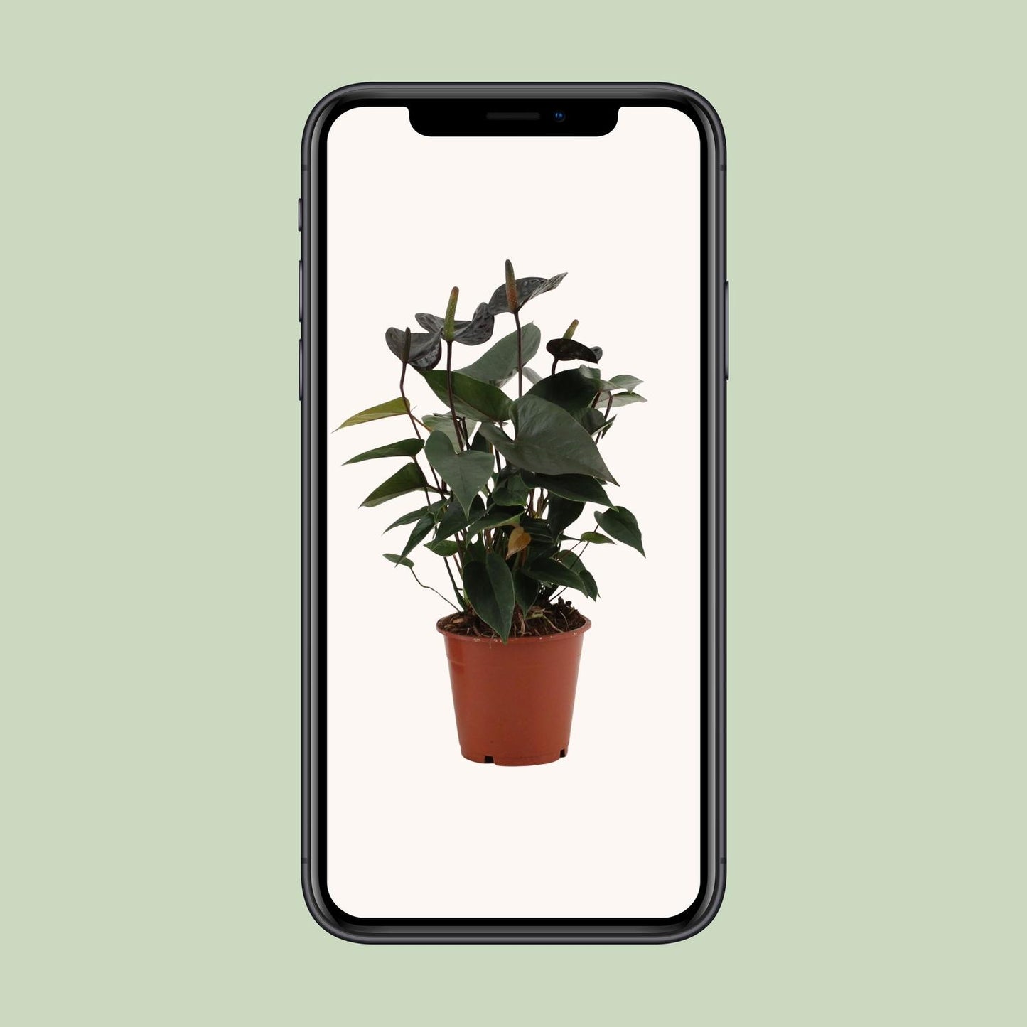 Anthurium Black Love In Transparant Sleeve - Ø12cm - ↕36cm - Pflanzfix24.de - Pflanzfix24.de