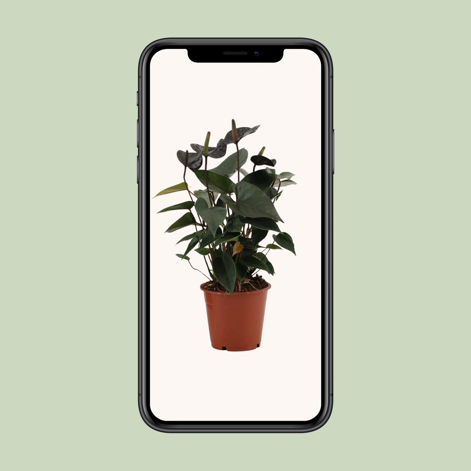 Anthurium Black Love In Transparant Sleeve - Ø12cm - ↕36cm - Pflanzfix24.de - Pflanzfix24.de