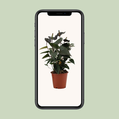Anthurium Black Love In Transparant Sleeve - Ø12cm - ↕36cm - Pflanzfix24.de - Pflanzfix24.de