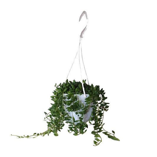 Senecio Herreianus - Ø11cm - ↕25cm bei Pflanzfix24
