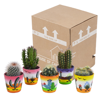 Kakteenmischung 5,5 cm - 5x - in Mexicaanse pot - Pflanzfix24.de - Pflanzfix24.de