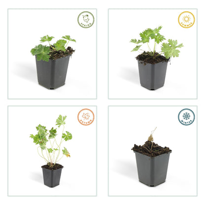 12x Geranium Rozanne – langblühender Bodendecker in Lila | Pflanzfix24.de - Pflanzfix24.de