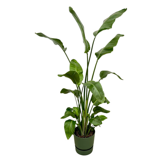 Strelitzia Nicolai mit elho Greenville Round grün 180 cm | Pflanzfix24.de - Pflanzfix24.de