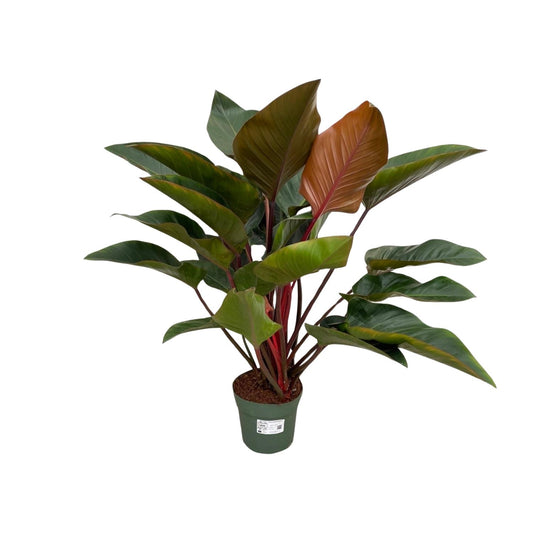 Philodendron Red Beauty - Ø27cm - ↕100cm - Pflanzfix24
