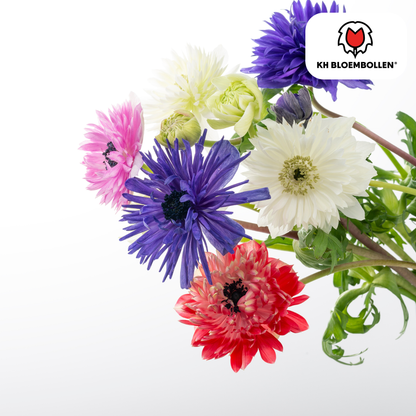 Anemonen dubbel 30 stuks - Pflanzfix24