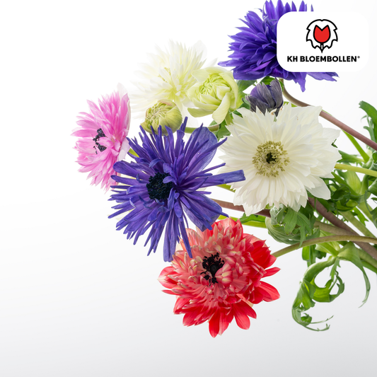 Anemonen dubbel 30 stuks - Pflanzfix24