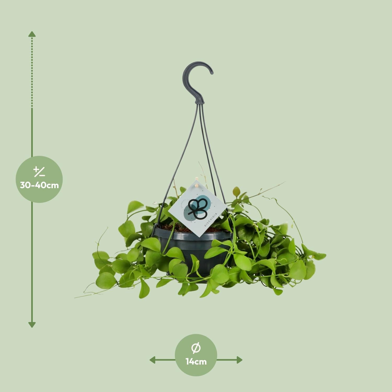Dischidia Imbricata - Ø14 ↕40 von Pflanzfix24.de - Pflanzfix24.de