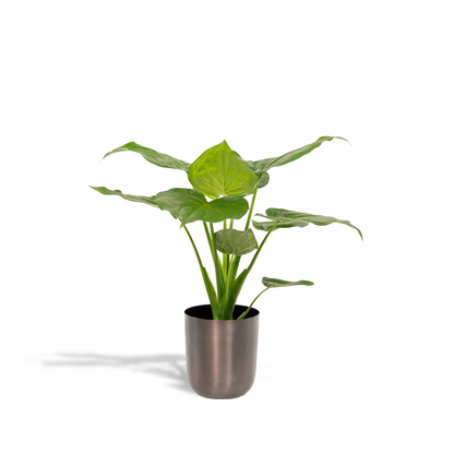 Alocasia Cucullata - Ø19cm - ↕65cm + Topf Mayk Lead - Pflanzfix24