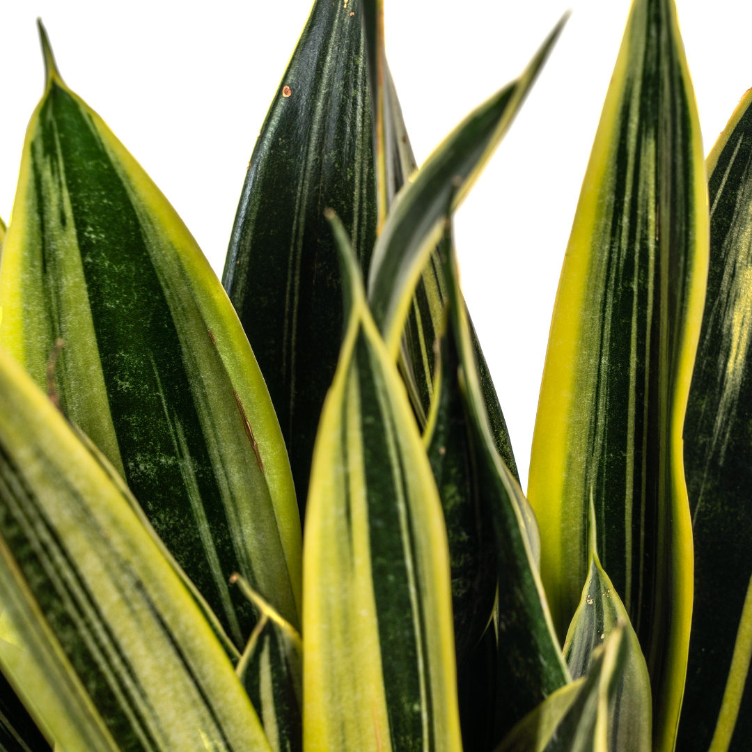 Sansevieria Trifasciata Canary Ø17cm | Pflanzfix24.de - Pflanzfix24.de