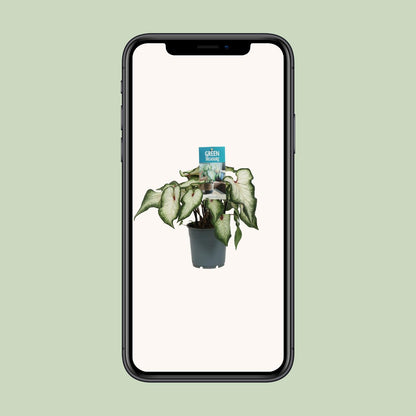 Caladium White Wonder - Ø12cm - ↕25cm von Pflanzfix24