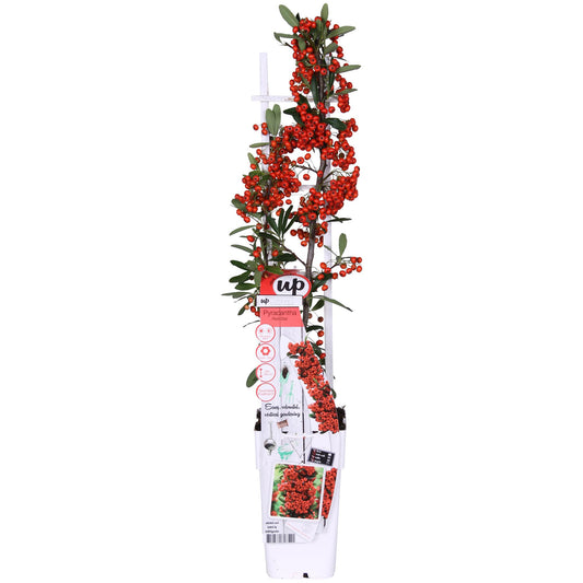 Pyracantha coccinea Red Star - Ø23cm - ↕75cm - Ø15 - ↨65cm - Pflanzfix24