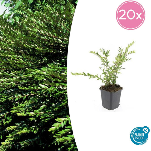 20x Lonicera pileata 'Purple Pearl' - 10-25cm - Ø9cm - Pflanzfix24.de - Pflanzfix24.de