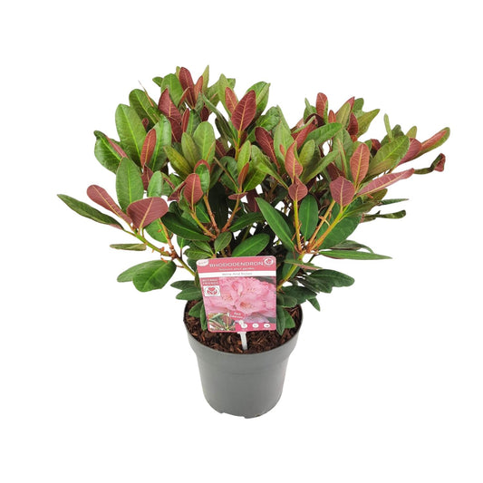 Rhododendron 'Wine & Roses' - Ø19 ↕45 von Pflanzfix24