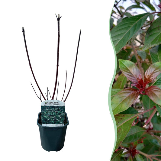 Cornus alba Kesselringii - Violette Zweige - 1 Pflanze - Topf 17cm - Pflanzfix24.de - Pflanzfix24.de