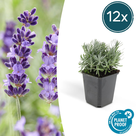 12x Lavandula 'Hidcote' – Blühender Lavendel | Pflanzfix24.de - Pflanzfix24.de