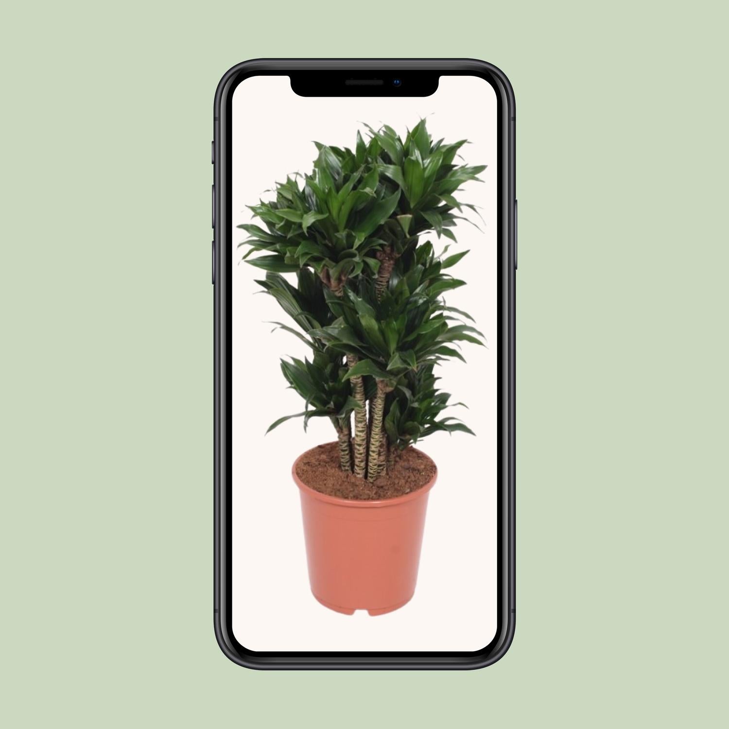 Dracaena Compacta - Ø24cm - ↕80cm - Pflanzfix24.de - Pflanzfix24.de