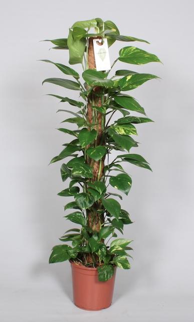 Epipremnum Pinnatum Mosstok 120cm Scindapsus - Ø24cm - ↕120cm - Pflanzfix24