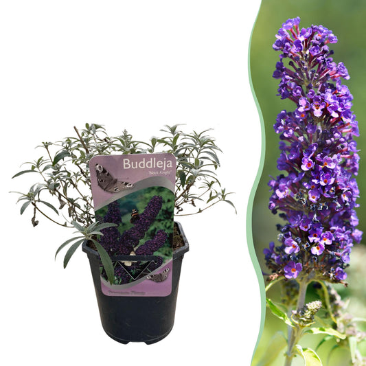 Pflanzfix24.de - Schmetterlingsstrauch - Buddleja davidii Purple Emperor - 1 Pflanze - Topf 17cm - Pflanzfix24.de