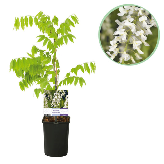 Pflanzfix24.de - Blauregen - Wisteria floribunda Alba - Blüte Weiß - 1 Pflanze - Topf 11cm Höhe 40cm - Pflanzfix24.de