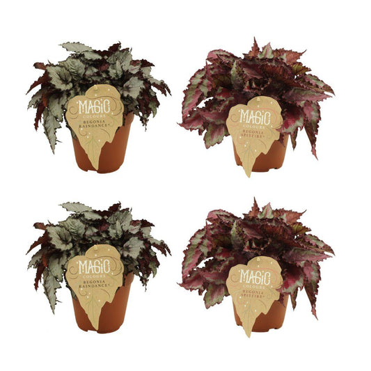 4er Set Begonia Rex Raindance & Spitfire - Top Qualität - Pflanzfix24