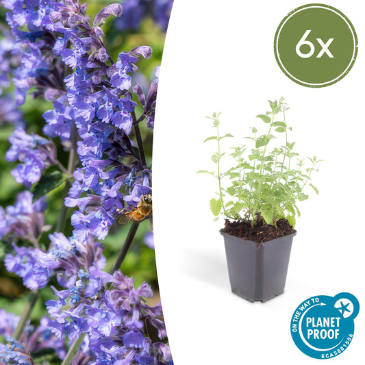 6x Nepeta 'Six Hills Giant' Ø9cm | Pflanzfix24