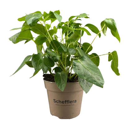 Schefflera Artinolphylla - Ø15cm - ↕45cm bei Pflanzfix24
