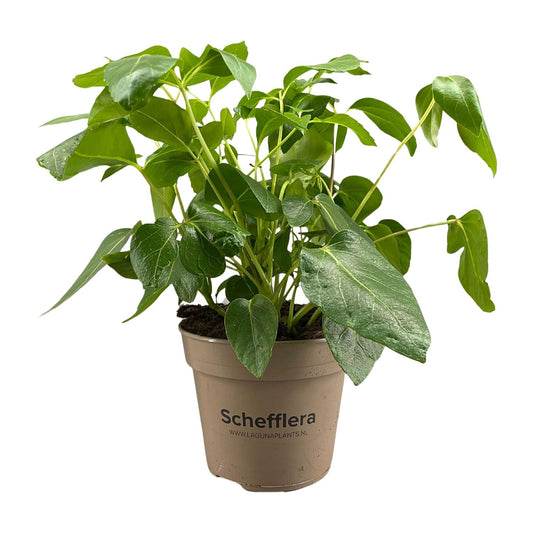 Schefflera Artinolphylla - Ø15cm - ↕45cm bei Pflanzfix24