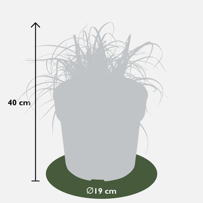 Uncinia rubra Everflame - Ø19cm - ↕40cm - Pflanzfix24