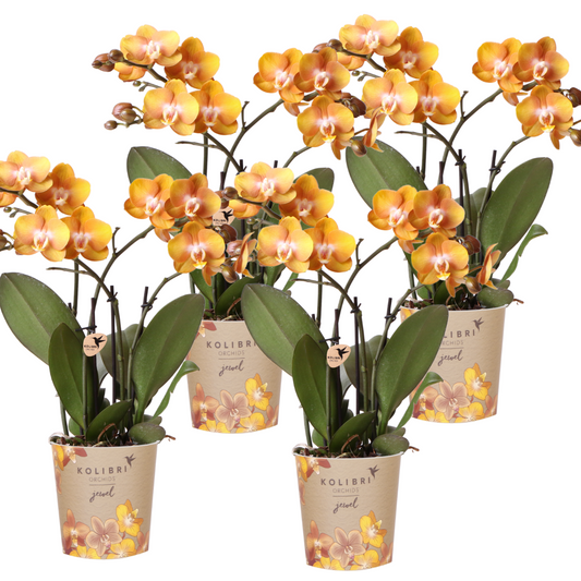 4x Phalaenopsis Orchidee 'Las Vegas' Orange Ø12cm – Kombi-Set | Pflanzfix24.de - Pflanzfix24.de