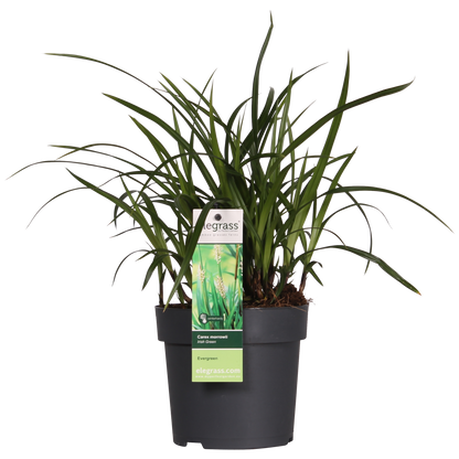 3x Carex morrowii 'Irish Green' - ↨30cm - Ø14 - Pflanzfix24