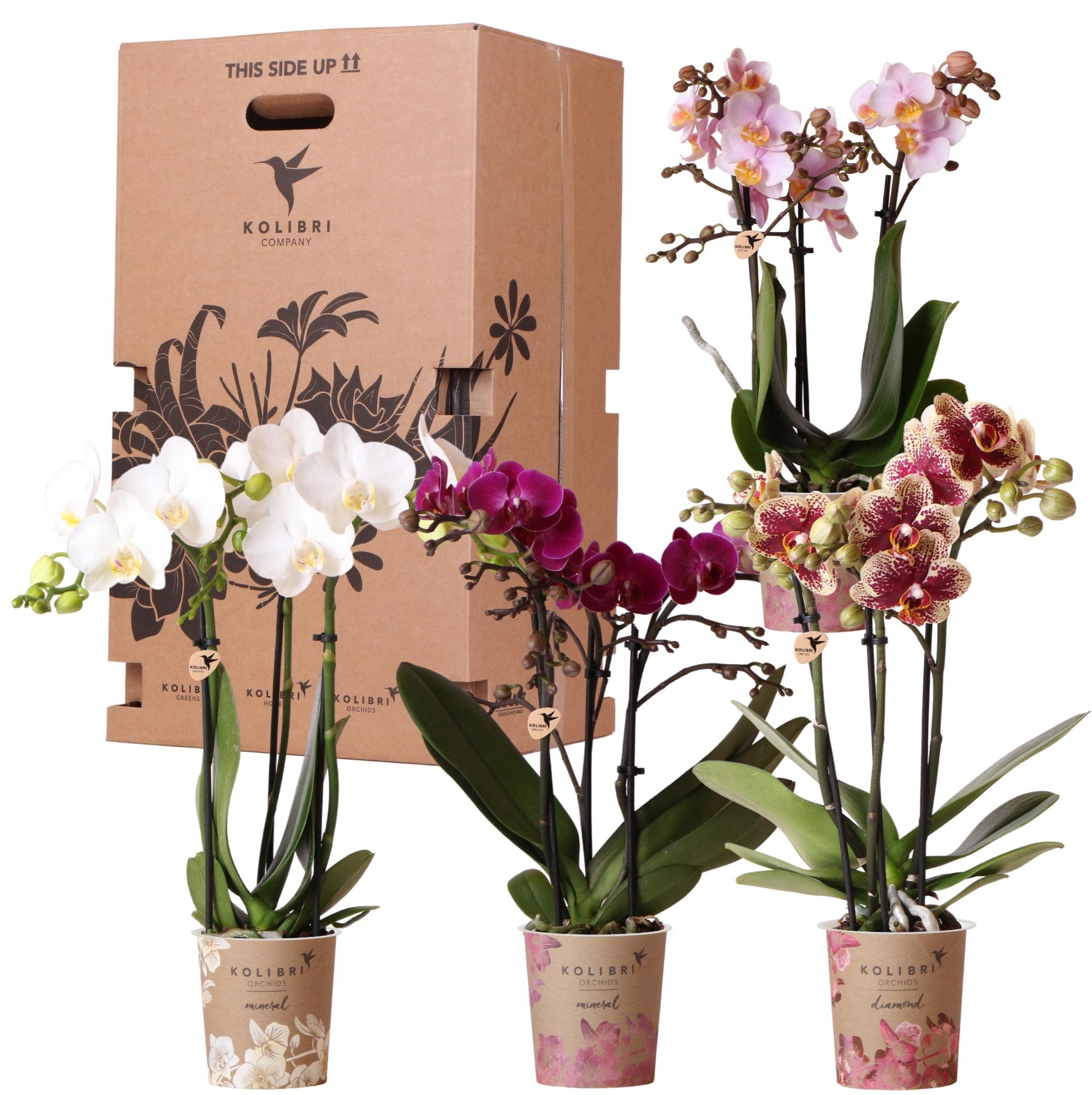Überraschungsbox 4 Orchideen Mix Ø9 cm | Kolibri & Pflanzfix24.de - Pflanzfix24.de
