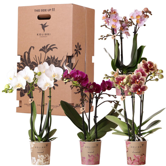 Überraschungsbox 4 Orchideen Mix Ø9 cm | Kolibri & Pflanzfix24.de - Pflanzfix24.de