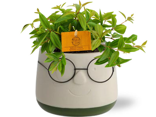 Peperomia Ang. Rocca Vivace - Ø11cm - pflanzfix24
