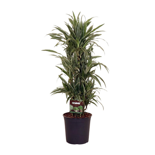 Dracaena Frag. Warneckei - Ø27cm - ↕110cm - Pflanzfix24