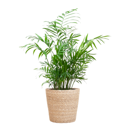 Chamaedorea Elegans mit Sofia-Korb natur - 55cm - Ø17 - Pflanzfix24