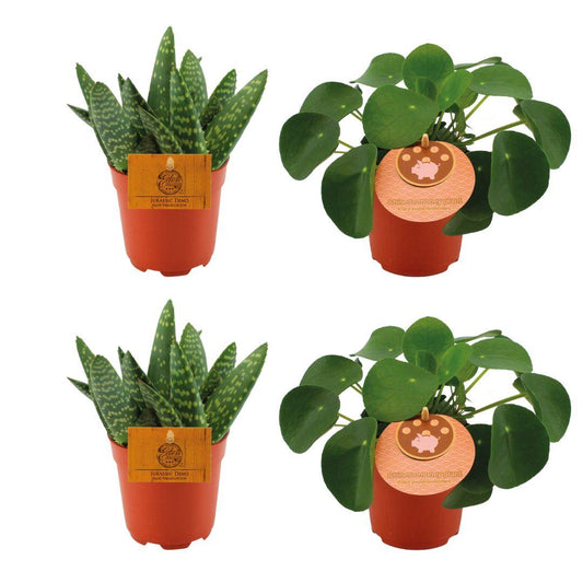 4er-Pflanzenpaket Aloe Paradisicum & Pilea Peperomioides | pflanzfix24