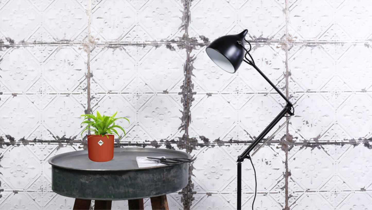 Asplenium Antiquum 12cm - Ø12cm - ↕19cm bei Pflanzfix24.de - Pflanzfix24.de