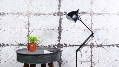 Asplenium Antiquum 12cm - Ø12cm - ↕19cm bei Pflanzfix24.de - Pflanzfix24.de