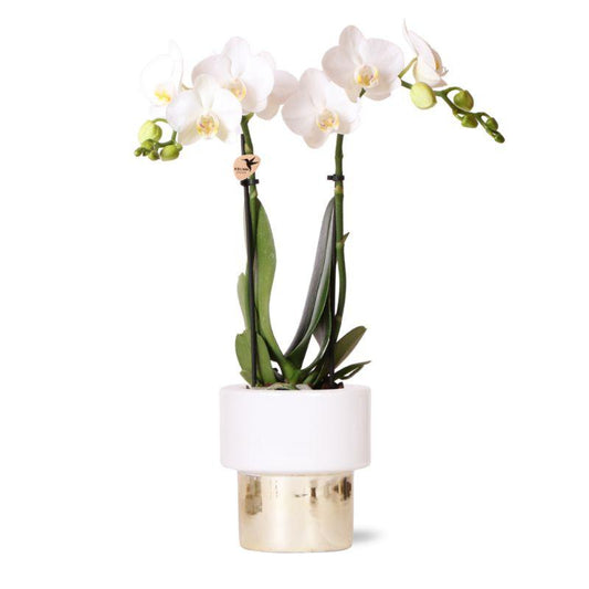 Phalaenopsis Orchidee Weiß mit Lush Goldtopf – Pflanzfix24.de - Pflanzfix24.de