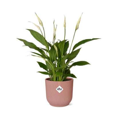 Friedenslilie Spathiphyllum Torelli 12 cm im ELHO Vibes Fold Topf | Pflanzfix24