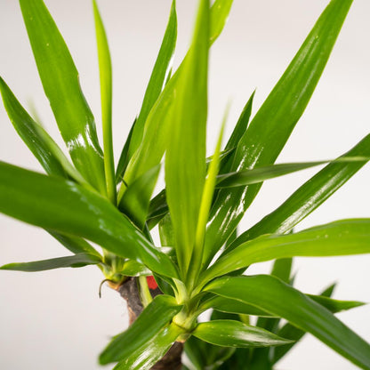 Yucca 90 cm – Ø17 cm – Pflanzfix24.de - Pflanzfix24.de