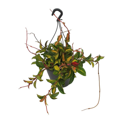 Hoya Carnosa Tricolor - Ø19cm - ↕20cm - Pflanzfix24