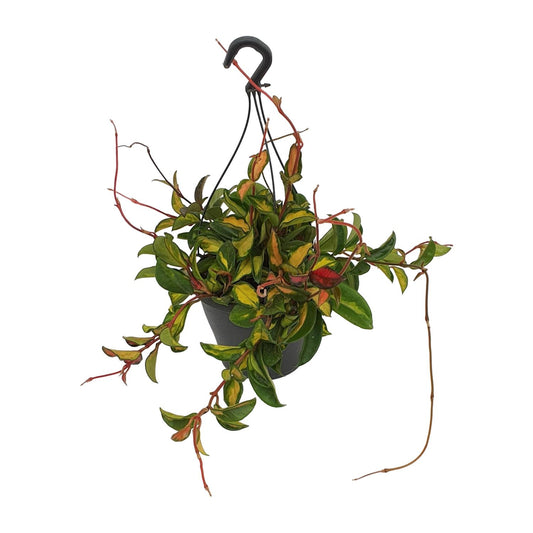 Hoya Carnosa Tricolor - Ø19cm - ↕20cm - Pflanzfix24